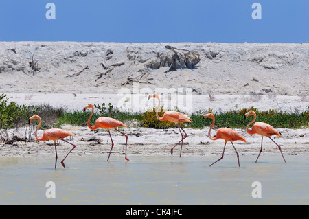 Mexico, Yucatan State, Rio Lagartos biosphere reserve, pink flamingoes (Phoenicopterus ruber) Stock Photo