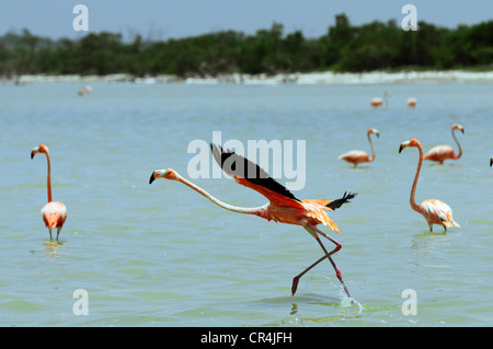 Mexico, Yucatan State, Rio Lagartos biosphere reserve, pink flamingoes (Phoenicopterus ruber) Stock Photo