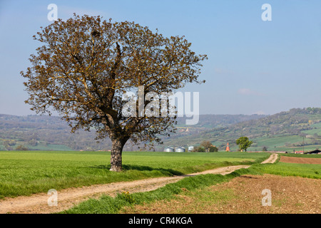 Solitary tree, dirt track, agricultural landscape of the Lembronnais and Antoing village near Issoire, France, Auvergne, Europe Stock Photo