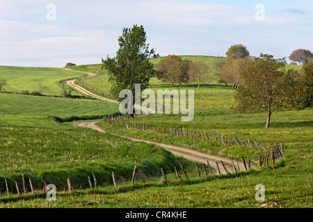 Country road and trees, agricultural landscape, Livradois Forez natural park, Puy de Dome, Auvergne, France, Europe Stock Photo