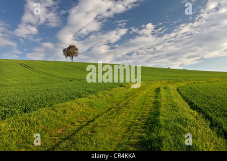 Isolate tree, green field, agricultural landscape, Puy de Dome, Auvergne, France, Europe Stock Photo