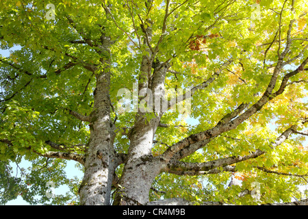 Northern red oak (Quercus rubra), Correze, France, Europe Stock Photo