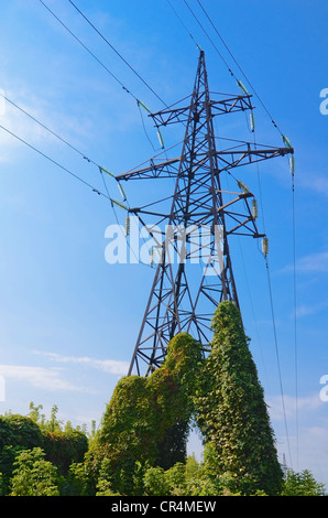 Old electricity pylon covered wild vine against blue sky Stock Photo