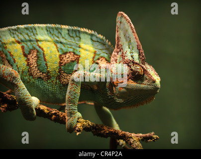 A veiled chameleon walking along a tree branch and looking at the camera. Stock Photo