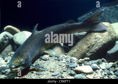 Atlantic salmon (Salmo salar)