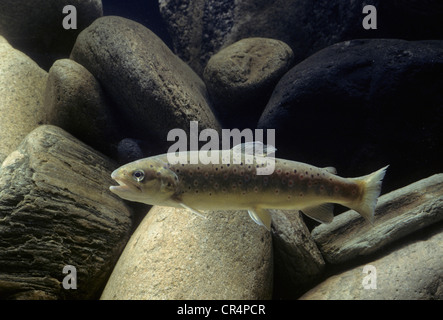 Brown trout (Salmo trutta fario) Stock Photo