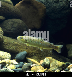 Brown trout (Salmo trutta fario) Stock Photo