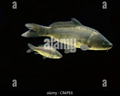 Common carps (Cyprinus carpio) Stock Photo