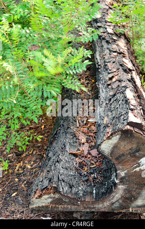 Remains of charred tree after forest fire in the Okefenokee National Wildlife Refuge Stock Photo