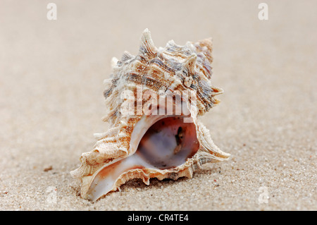 Shell of the Purple Murex or Banded Dye-Murex (Hexaplex trunculus, Murex trunculus), found in the Mediterranean Stock Photo