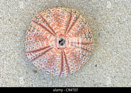 Skeleton of a Purple Sea Urchin (Paracentrotus lividus), found in the Mediterranean, France, Europe Stock Photo