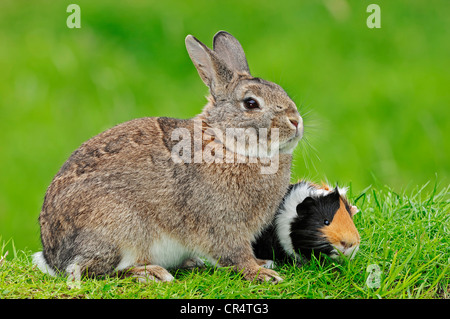 Dwarf Rabbit (Oryctolagus cuniculus forma domestica) and Guinea Pig (Cavia porcellus) Stock Photo