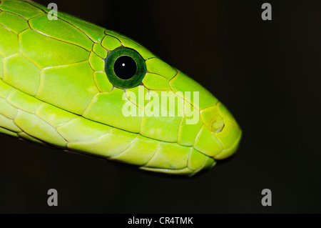 Eastern Green Mamba (Dendroaspis angusticeps), portrait, poisonous snake, native to Africa, North Rhine-Westphalia Stock Photo