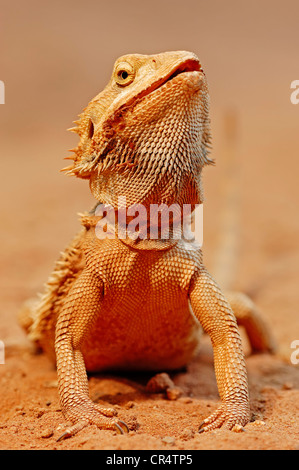 Central Bearded Dragon (Amphibolurus vitticeps, Pogona barbatus), native to Australia, in captivity, Bergkamen Stock Photo