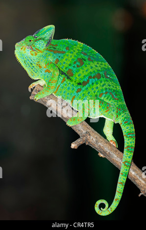 Veiled Chameleon or Yemen Chameleon (Chamaeleo calyptratus), portrait, native to the south of the Arabian peninsula Stock Photo