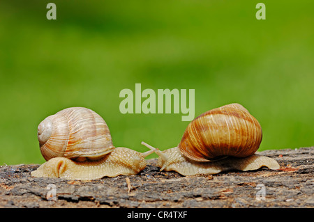 Burgundy Snails or Edible Snails (Helix pomatia), North Rhine-Westphalia, Germany, Europe Stock Photo
