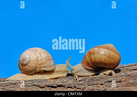 Burgundy Snails or Edible Snails (Helix pomatia), North Rhine-Westphalia, Germany, Europe Stock Photo