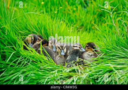 Mallard (Anas platyrhynchos) ducklings, North Rhine-Westphalia, Germany, Europe Stock Photo