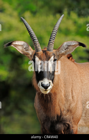 Roan Antelope (Hippotragus equinus), male, portrait, native to Africa, in captivity, Germany, Europe Stock Photo