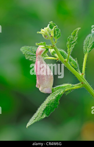 Flowering Sesame (Sesamum indicum) Stock Photo