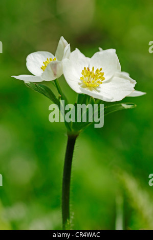 Narcissus-flowered anemone (Anemone narcissiflora), Berchtesgaden National Park, Bavaria, Germany, Europe Stock Photo