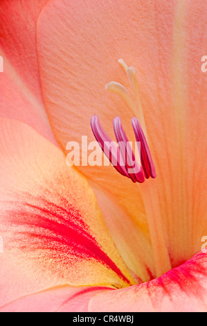 Gladiolus (Gladiolus hortulanus), flower detail Stock Photo