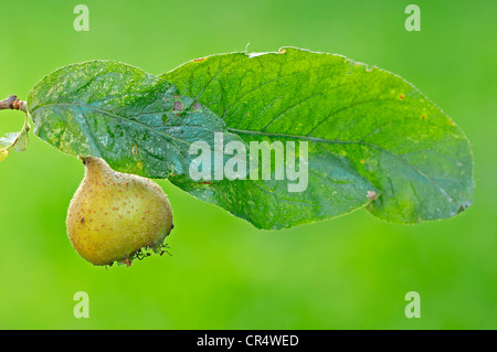 Common medlar (Mespilus germanica), fruit and leaf, North Rhine-Westphalia, Germany, Europe Stock Photo