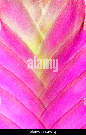 Pink quill (Tillandsia cyanea), detail of inflorescence Stock Photo