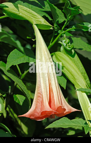 Angel trumpet (Brugmansia suaveolens), flower Stock Photo