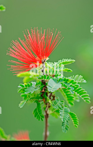 Powder puff plant or Fairy duster(Calliandra sp.), twig with flowers Stock Photo