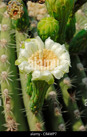 Saguaro cactus (Cereus giganteus, Carnegiea gigantea), Blossom, Arizona, USA Stock Photo