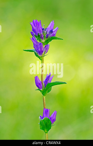 Clustered Bellflower or Dane's Blood (Campanula glomerata), Provence-Alpes-Cote d'Azur, Southern France, France, Europe Stock Photo