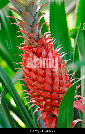 Pineapple (Ananas comosus), fruit Stock Photo