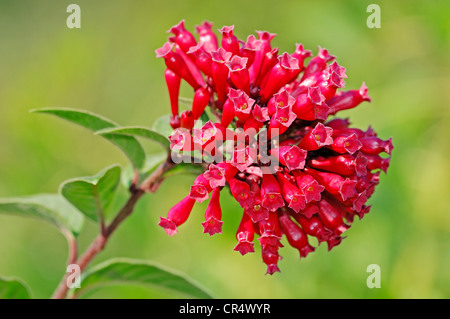 Red Cestrum (Cestrum elegans), flowering, native to Mexico Stock Photo