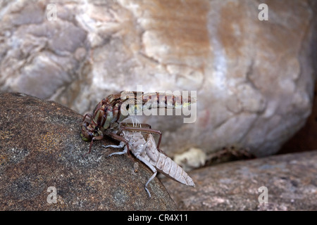 Metamorphosis, Dragonfly adult emerging from nymphal skin Eastern USA Stock Photo