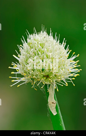Green Onion (Allium fistulosum, Allium altaicum, Allium ceratophyllum, Cepa sissilis, Cepa ventricosa), flowering Stock Photo
