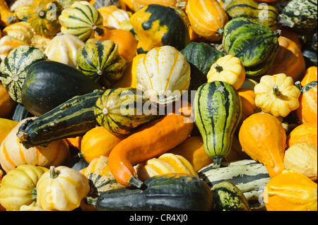 Various ornamental Pumpkins (Cucurbita) Stock Photo