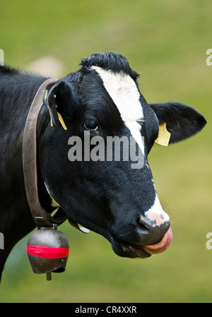Cow wearing a cow bell, licking its nose with its tongue, on an alp, Averstal valley, canton of Grisons, Switzerland, Europe Stock Photo