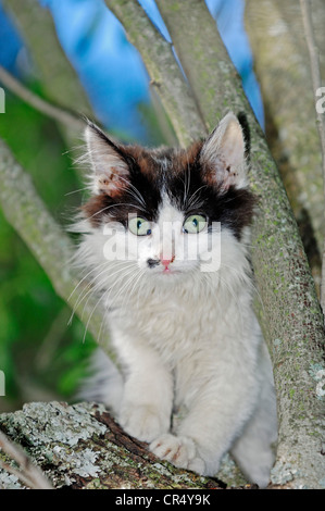 Domestic Cat (Felis silvestris catus), kitten in a tree, Germany, Europe Stock Photo