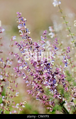 Clary Sage (Salvia sclarea), Provence, Southern France, France, Europe Stock Photo