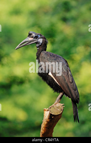 Abyssinian Ground Hornbill or Northern Ground Hornbill (Bucorvus abyssinicus), female, African species, captive, Czech Republic Stock Photo