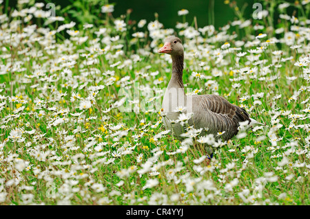Greylag Goose (Anser anser) in a flowering meadow with Ox-eye Daisies (Chrysanthemum leucanthemum, Leucanthemum vulgare) Stock Photo