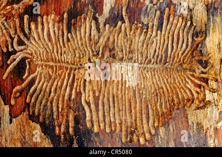 European Spruce Bark Beetle (Ips typographus), larval feeding tracks under the bark of a spruce, North Rhine-Westphalia Stock Photo