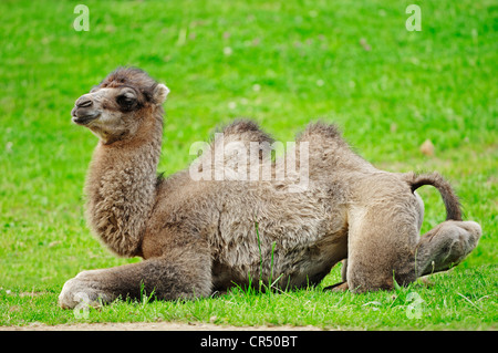 Young Bactrian Camel or Two-humped Camel (Camelus ferus bactrianus, Camelus bactrianus bactrianus), juvenile, Asian species Stock Photo