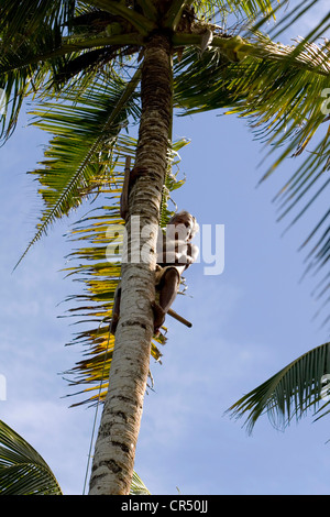 Coconut picker up a coconut palm tree, Mirissa, Sri Lanka Stock Photo