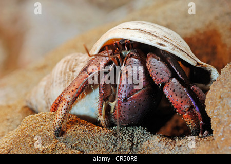 Land Hermit Crab (Coenobita spec.), captive, Bergkamen, North Rhine-Westphalia, Germany, Europe Stock Photo