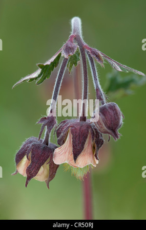 Water avens (Geum rivale) close-up of nodding, bell-shaped flowers Ribblehead Quarry Ingleborough National Nature Reserve UK Stock Photo