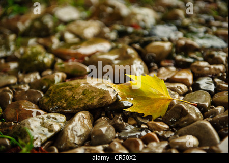 Leaf of a Silver birch (Betula pendula) on stones in the rain, Ingelfingen, Baden-Wuerttemberg, Germany, Europe Stock Photo