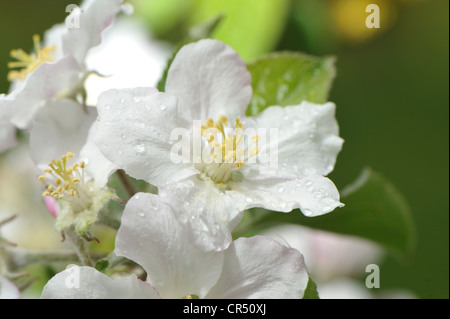 Flowers of a wild pear (Pyrus pyraster) Stock Photo