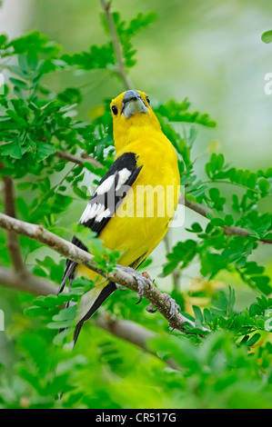 Yellow Grosbeak or Mexican Yellow Grosbeak (Pheucticus chrysopeplus), male, North American species, captive Stock Photo